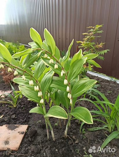 Купена, очиток, борвинок