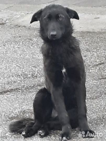 Отдам в добрые руки