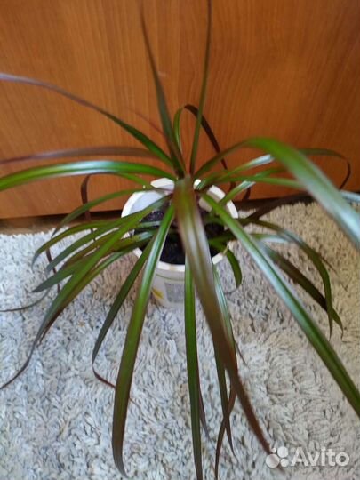 Драцена, монстера