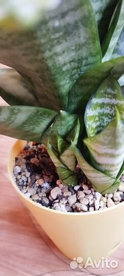 Сансевиерия сортовая