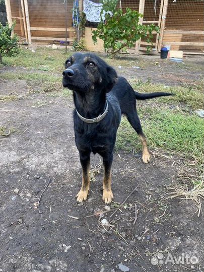 Собака стерилизованная