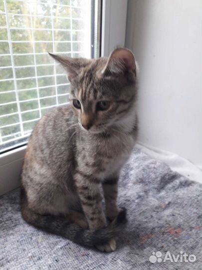 Кошечка Грейс