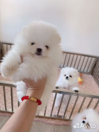 Померанский шпиц мини