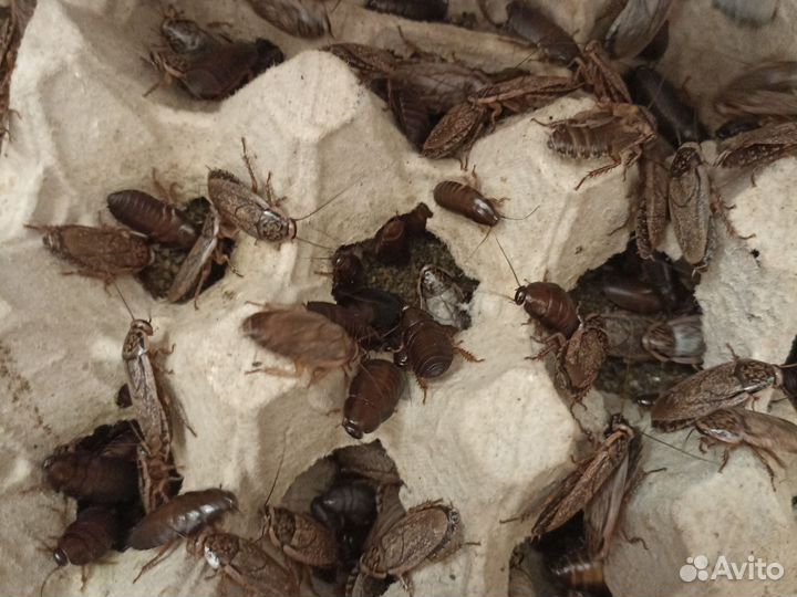 Мраморные тараканы