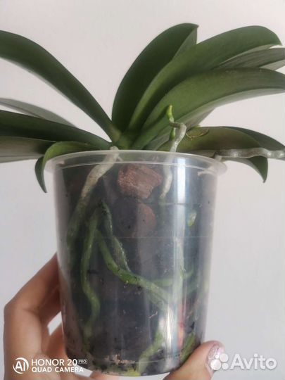 Орхидея фаленопсис Мини Марк