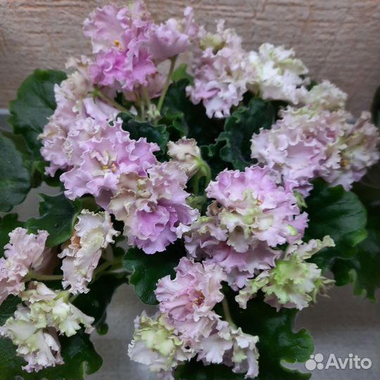 Фиалки сортовые