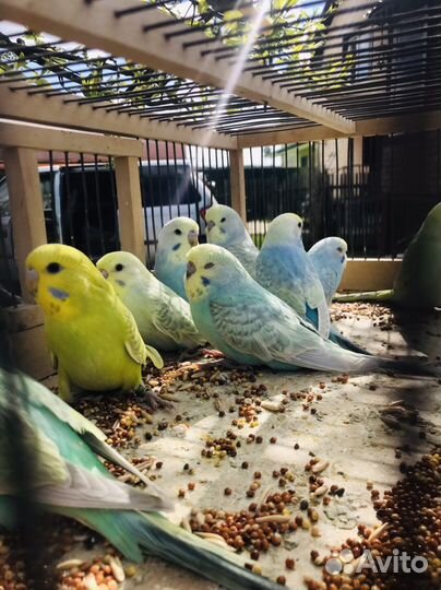 Радужный волнистый попугай