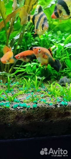 Меченосцы Кубинские