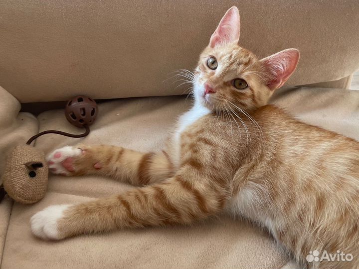 Котик в добрые руки