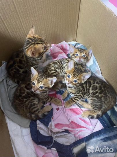 Бенгальские котята