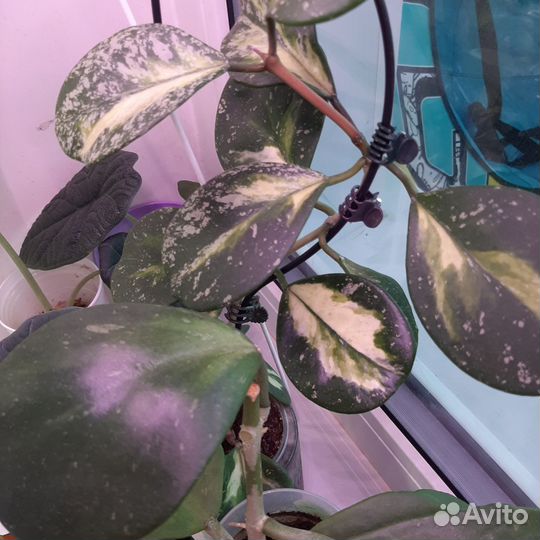 Хойи на срез и укорененные