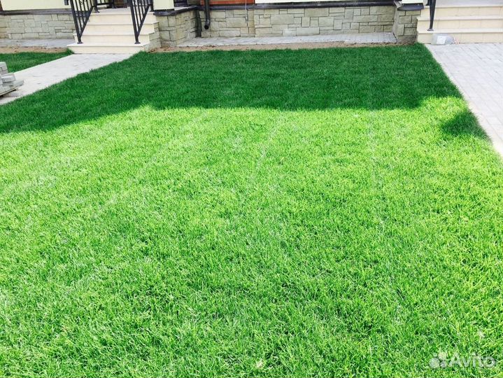 Семена овсяницы красной