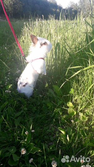 Декоративный кролик с большой клеткой