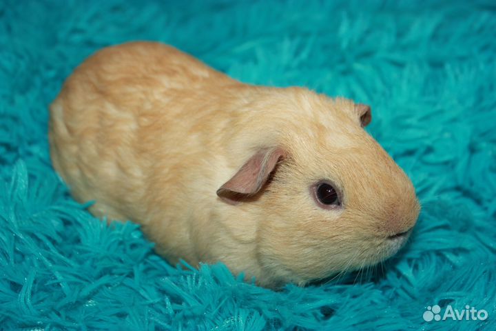 Морская свинка английский селф