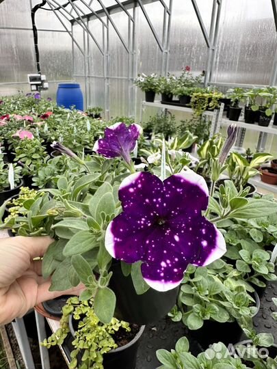 Рассада петунии