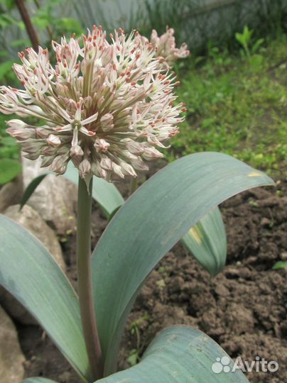 Излишки луковичных первоцветов