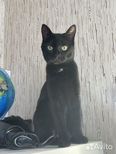 Кот в добрые руки