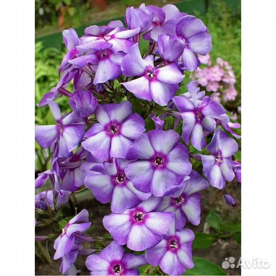 Продаются флоксы