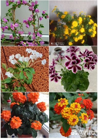 Комнатные растения