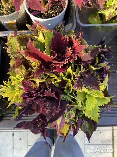 Колеусы. Набор