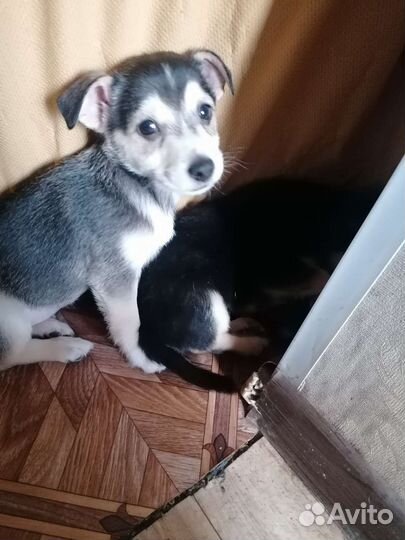 Обычные щенки