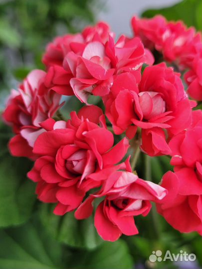 Пеларгония герань сортовая