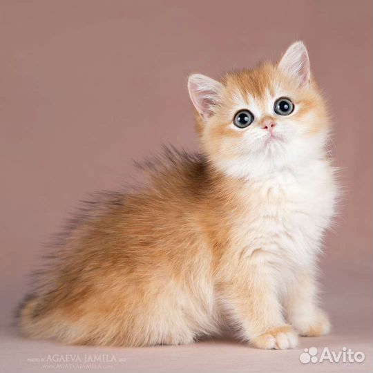 Британские котята золотые шиншиллы