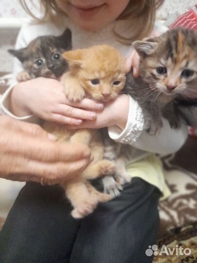 Котята в добрые руки бесплатно