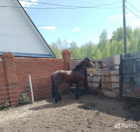 Продаётся жеребец