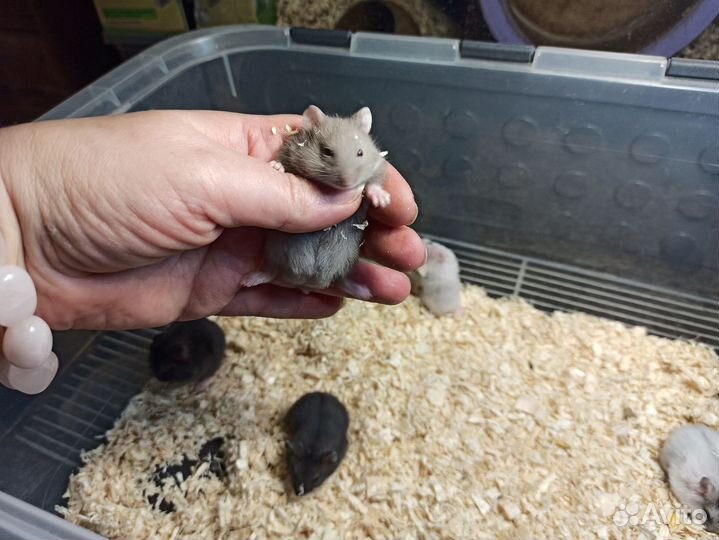 Хомяк campbelli голубые, лилак,серые,альбино видео