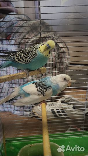 Попугаи пара