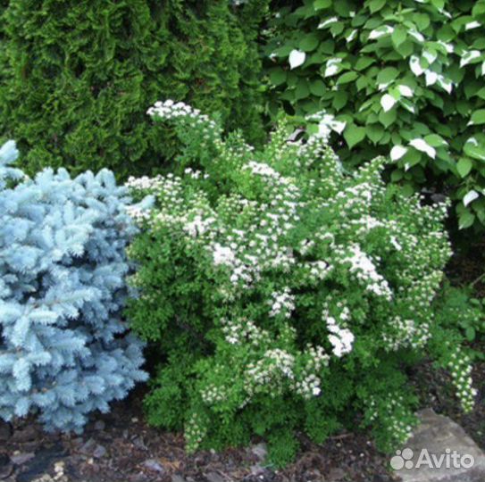 Спирея гибридная Альпенглюхен