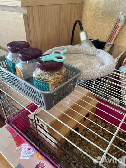 Морская свинка