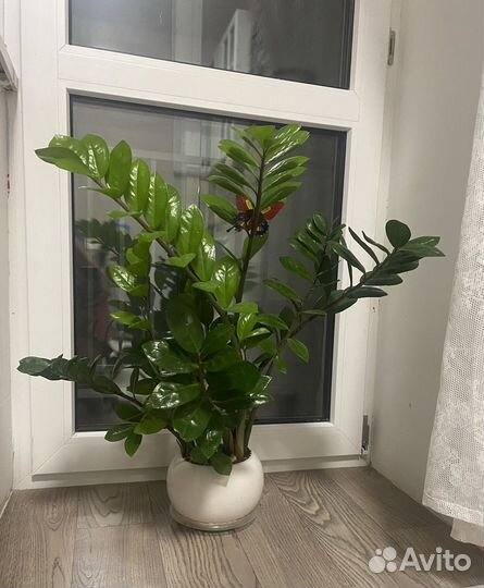 Замиокулькас