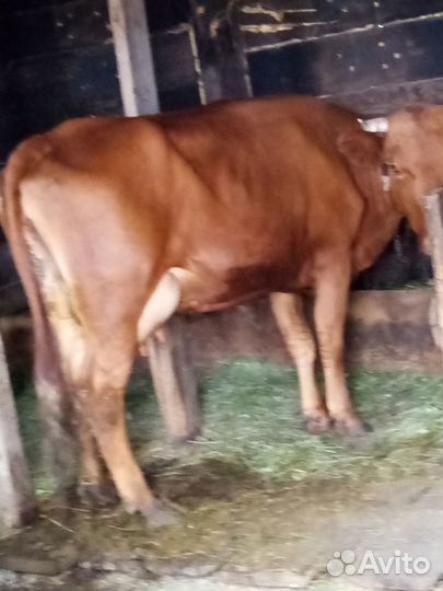 Продам двойную корову
