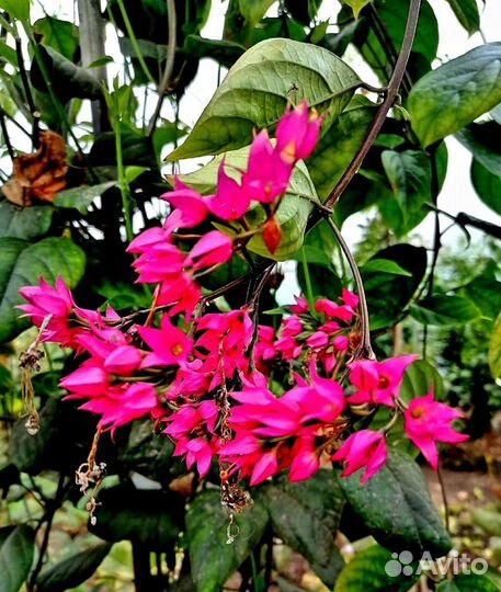 Клеродендрумы