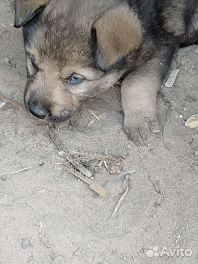 Отдам бесплатно щенков в хорошие руки