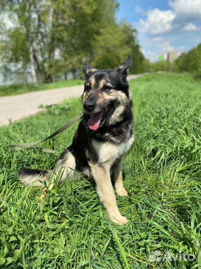 Спокойный маленький Янек ищет дом