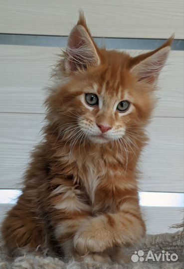 Котёнок мейн кун