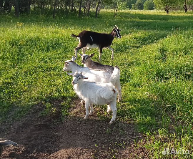Продам коз, козлят