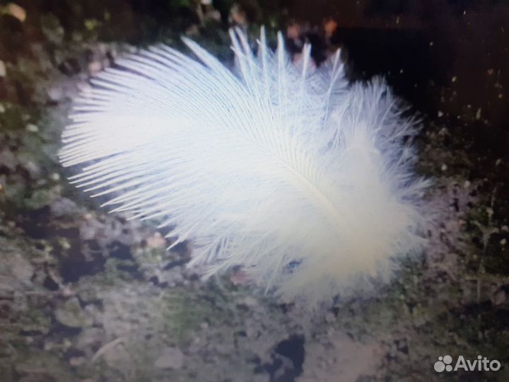 Пух перо подушки перины