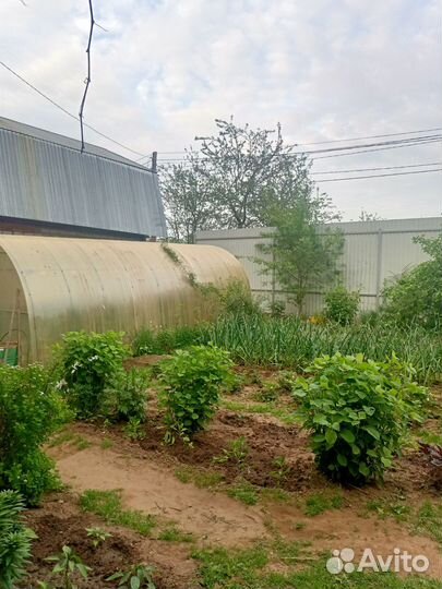 Кусты спиреи, хосты разных сортов, гортензия