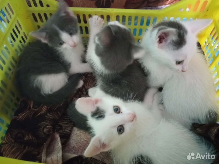Котята в добрые руки 1 месяц