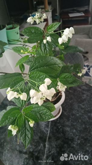 Клеродендрум томпсон