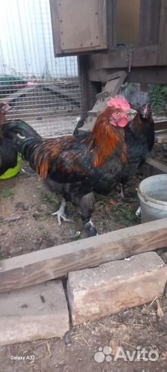 Петухи породы маран