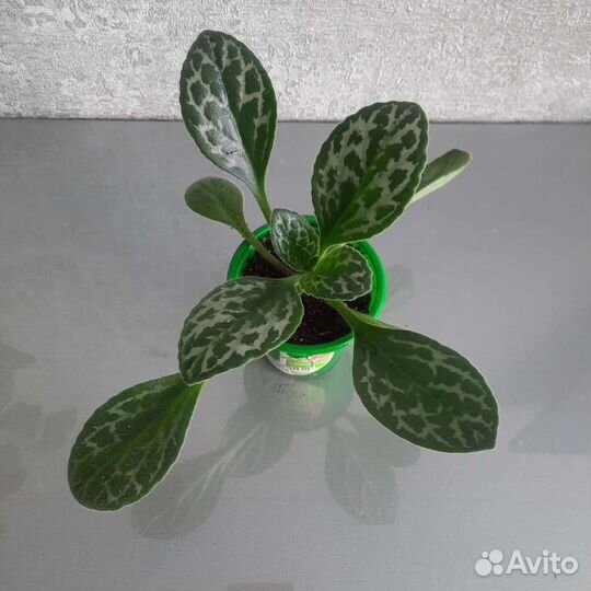 Примулины (хириты), Маракуйа