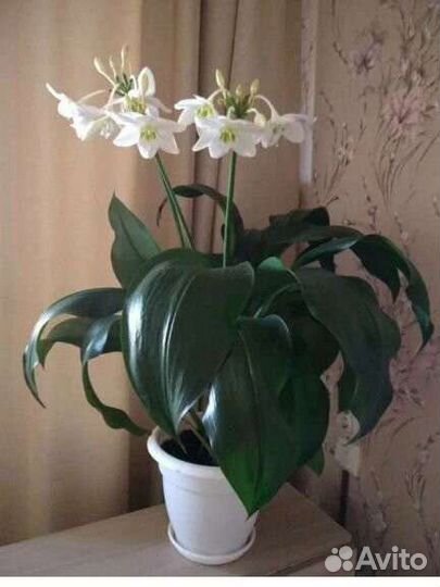 Эухарис, амазонская лилия