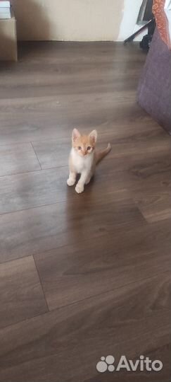 Котенок Рыжий