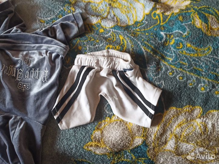 Костюм на той терьера