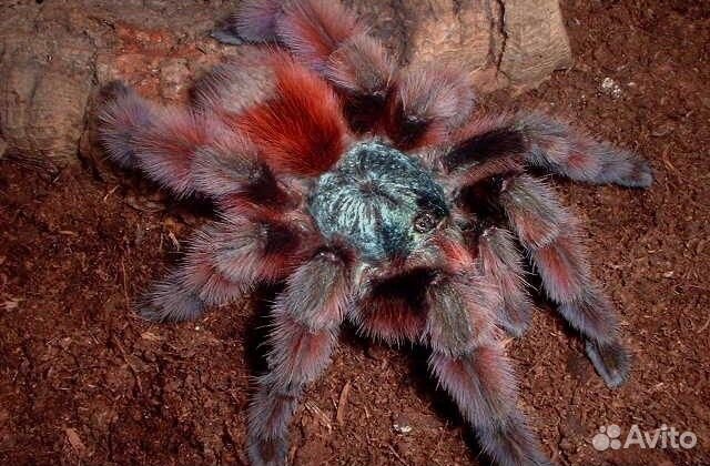 Паук птицеед Avicularia versicolor L2-3